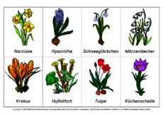 Frühlingsblüher-Abbildungen.pdf